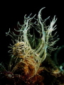 Melibe colemani