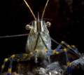 A Rockpool shrimp nearby my house