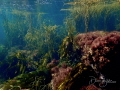 underwater garden near Portland Bill, Dorset, UK