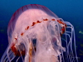 Compass Jellyfish off Portland Bill in Dorset, UK