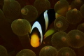 Clown fish hide and seek, with Nikon 1 camera and Nikon strobe