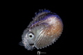 argo paper nautilus