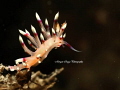 'Ballerina Flabellina' what grace ! Taken with a canon g7xii
