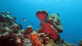 For the love of the sea. This heart shaped coral in Washington Slagbaai National Park took my breath away!