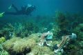 Male Australian Giant Cuttlefish engaged in mating display - Whyalla, South Australia