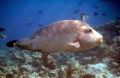 I couldn't remember if I submitted this photo yet, but I think it was better quality. Photos cannot do these fish justice as they are so huge with great big fat lips.