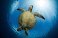 Flying turtle in the sun.
Green turtle from Moorea, french Polynesia.