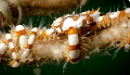 Super Macro