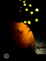 Deep Thoughts:
Created background effect and capture the moment of the frogfish; portraying the frogfish having some thoughts about his next meal.