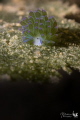 The nudibranch I prefer...