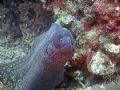 Moray
Capo Mortola - Liguria - Balzi Rossi