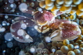A spotted crab in the coral. Half of the body in cold blue color and the other half in warm color. Shot by Sony 6500 and a Nauticam housing.