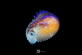 Female Paper Nautilus (Argonaut Argo)