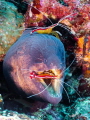 Diving of the Island of Pulau Weh, Banda Aceh, found giant moray eel in the process of having cleaner shrimp busily cleaning mouth and teeth of moray.