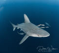 Usually sandbar sharks are extremely elusive as they are shy, however, on this particular dive, the sandbars were coming in HOT!  This female came right up on my dome along with her entourage.