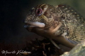 A Shanny (Lipophrys pholis) posing.