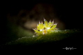 A Sheep nudi. By sony 6500.
