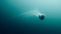 During this dive we, as we usually do on this site, encountered several large jellyfish. On my last dive here I didn't have my camera with me when one of them struck a perfect pose for me, so this time I was hoping for something along the same lines.