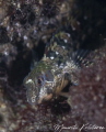 Shot without strobes just below the surface.
1/25  f11  90mm  ISO 200