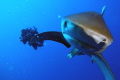 oceanic whitetip shark in Red Sea
