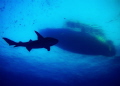 Man vs Wild / Shot from this years visit to Maldives. Dive sight is Alimatha resort Jetty. Nurse shark passing under our dive boat captured during our softly stop.
