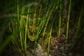 Giant Kelpfish blending in with the seagrass. Photo captured in Southern California.