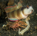 In a symbiotic relationship, a small shrimp cleans out the hole it shares with a goby who keeps a lookout for predators.