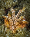A small cuttlefish hides in a patch of coral in Lembeh.