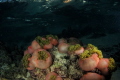 Anemone city/ photo taken just after sunset off the island of Mo’orea, French Polynesia.