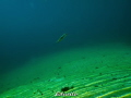 Just a view fish passing by...