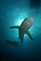Sally Thomson of Stuart Cove's Fin Photo captured this Caribbean Reef Shark using the Nikon D70 in Sea & Sea housing with YS120 Strobe.