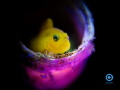 Sad Sad Goby