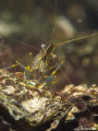 Gewone steurgarnaal, palaemon serratus