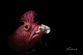 Date: 15/08/2018
Location : miwura Japan
Camera : Nikon D850
Housing : Nauticam
Lens : 105mm marco 
Strobe : Retra +Retra LSD 
Settings : 1/250sec, f/29, ISO 100