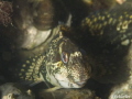 Slijmvis, parablennius lypophris