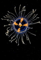 A hysdromedusa in open sea, Randarg, Norway