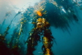 A lone Garibaldi hanging around the canopy of the Southern Californian giant Kelp forest.