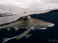 Oceanic Blacktip shark cuts through the water against a stormy sky.