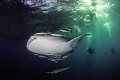 Whale shark in dawn