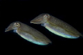 Underwater Spaceships