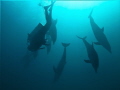 We went to dive the wreck of Hamata in the Red Sea. Instead of wreckdiving we spend most of dive with a pod a very playful dolphins (they even came back to us on the second dive).