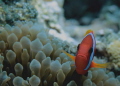 Clown Fish. Canon 550D, 60mm macro lens. No strobe. Aese Island, Santo,Vvanuatu.
