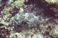 A scribbled pufferfish found in the Maldives. Very intricate markings.