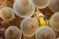 I found this little guy alone in the anemone, I tought as he will never leave the anemone, it would be a good subject to try the CMC Macro wetlens on a Sony RX100IV (my old camera system)