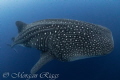 There is nothing quite like having a one on one encounter with a large whaleshark, drifting alone in the blue and having this beauty sneak up behind me will never be forgotten.