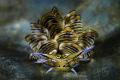 Portrait of Cyerce Nigra Nudibranch