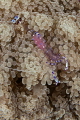 Anemone shrimp - probably Periclimenes holthuisi - doing what it does best: making it difficult to get its entire body in the focal plane.