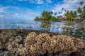 Coral Paradise