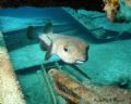 Sally K Davies of Stuart Cove's Fin Photo saw this porcupine fish at the Ray of Hope wreck in Nassau, Bahamas. She shot this using the Nikon D70 with Sea & Sea housing and YS120 Strobe.