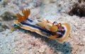 Sea Slug and Emperor Shrimp